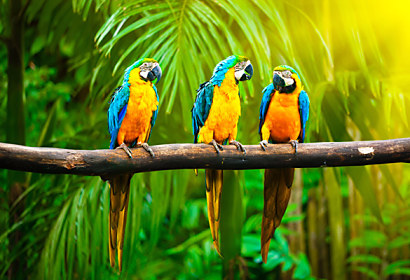 Tapeta Papagáje v pralese 29199
